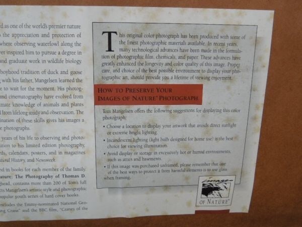 Signed Original Print Bald Eagle Framed By Thomas Mangelsen - 4