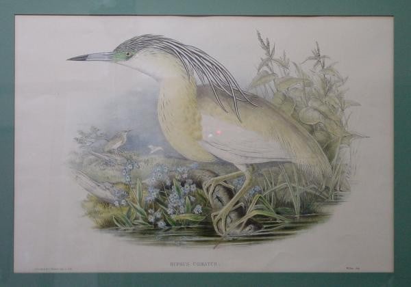 Hand colored lithograph by John Gould on Birds of Great Britain Buphus Comatus 1862 (1 of 1)