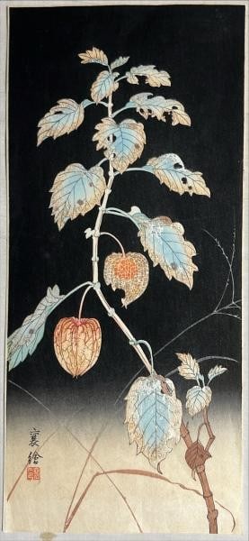 Woodblock print by Jo Hashimoto of Japanese cherry ground Hozuki art: Woodblock print by Jo Hashimoto of Japanese cherry ground Hozuki art Item Specifics: Artist: Jo Hashimoto Subject: Hozuki (Ground Cherry) Material: Paper Style: Japanese Size: 36.5 x 16.5 cm Product D