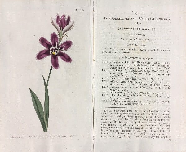 Ixia Grandiflora Hand Colored Engraving By Curtis Botanical Magazine No 541 (1 of 1)
