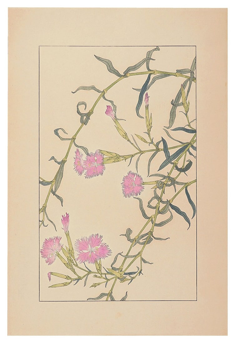 Sugiura Hisui Woodblock Print of Dianthus superbus 1930 Japanese Botanical: Sugiura Hisui Woodblock Print of Dianthus superbus 1930 Japanese Botanical Item Specifics: Artist: Sugiura Hisui Subject: Botanical / Flowers Material: Paper Style: Japanese Size: 36.2 x 22.5 cm Year 