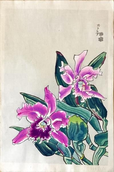 Eiichi Kotozuka Woodblock Print Cattleya Orchid Uchida Art Kyoto: Eiichi Kotozuka Woodblock Print Cattleya Orchid Uchida Art Kyoto Item Specifics: Artist: Eiichi Kotozuka Subject: Cattleya Orchid Material: Woodblock print on paper Style: Japanese Size: 39.5 x 27 cm