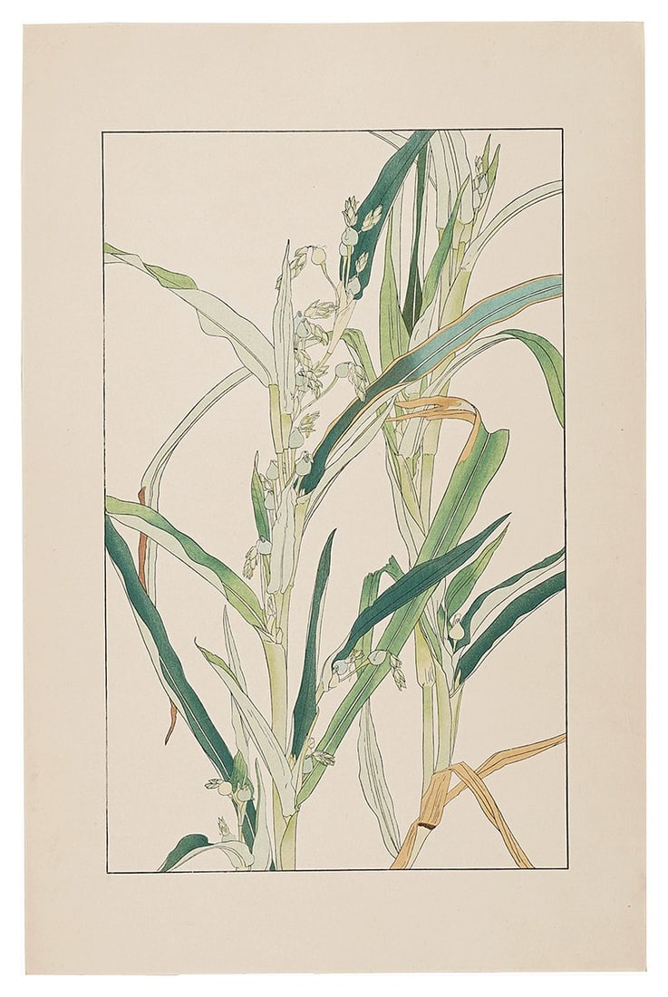 Sugiura Hisui Woodblock Print Job s Tears 1931 Hisui Hyakkafu Japanese Art: Sugiura Hisui Woodblock Print Job s Tears 1931 Hisui Hyakkafu Japanese Art Item Specifics: Artist: Sugiura Hisui Subject: Botanical Material: Paper Style: Japanese Size: 36.2 x 22.5 cm Year Of Product
