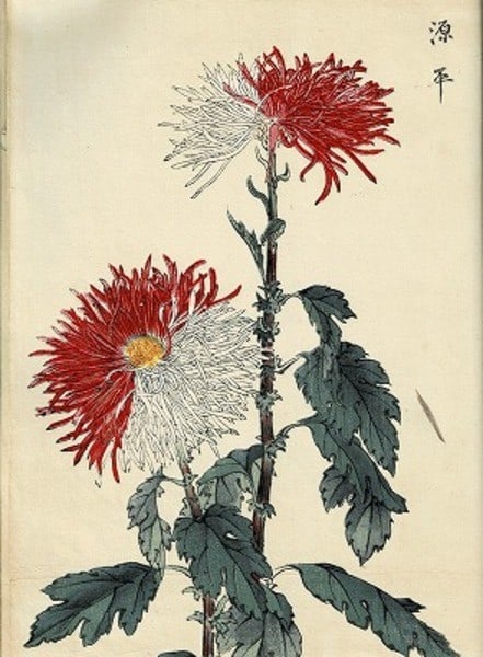 1893 Original Keika Hyakukiku 100 Chrysanthemums Complete 3v Woodblock Print: 1893 Original Keika Hyakukiku 100 Chrysanthemums Complete 3v Woodblock Print Item Specifics: Artist: Hasegawa Keika Subject: Chrysanthemum Botanical Art Material: Paper Color Woodblock Print Style: Ja