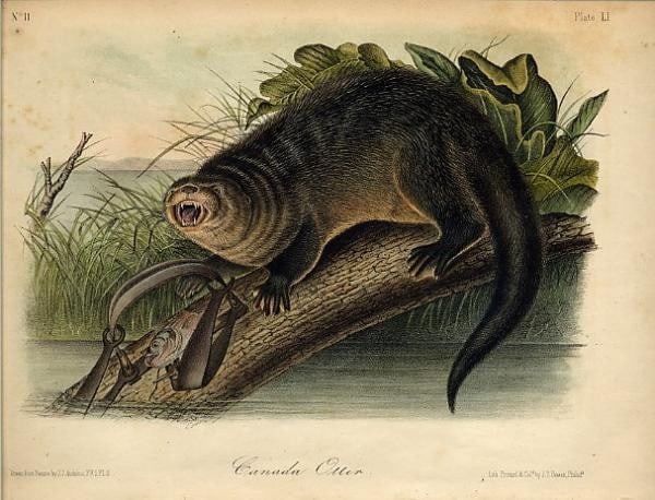 1849 Audubon Canada Otter Hand Colored Lithograph Plate 51 Royal Octavo (1 of 1)