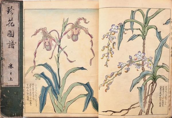 Meiji Woodblock Book Chinka Zufu Rare Flower Album Vol 1 Yamana Tomoishi 1903: Meiji Woodblock Book Chinka Zufu Rare Flower Album Vol 1 Yamana Tomoishi 1903 Item Specifics: Artist: Yamana Tomoishi Subject: Botanical Flowers Material: Handmade Paper Style: Japanese Year Of Produc