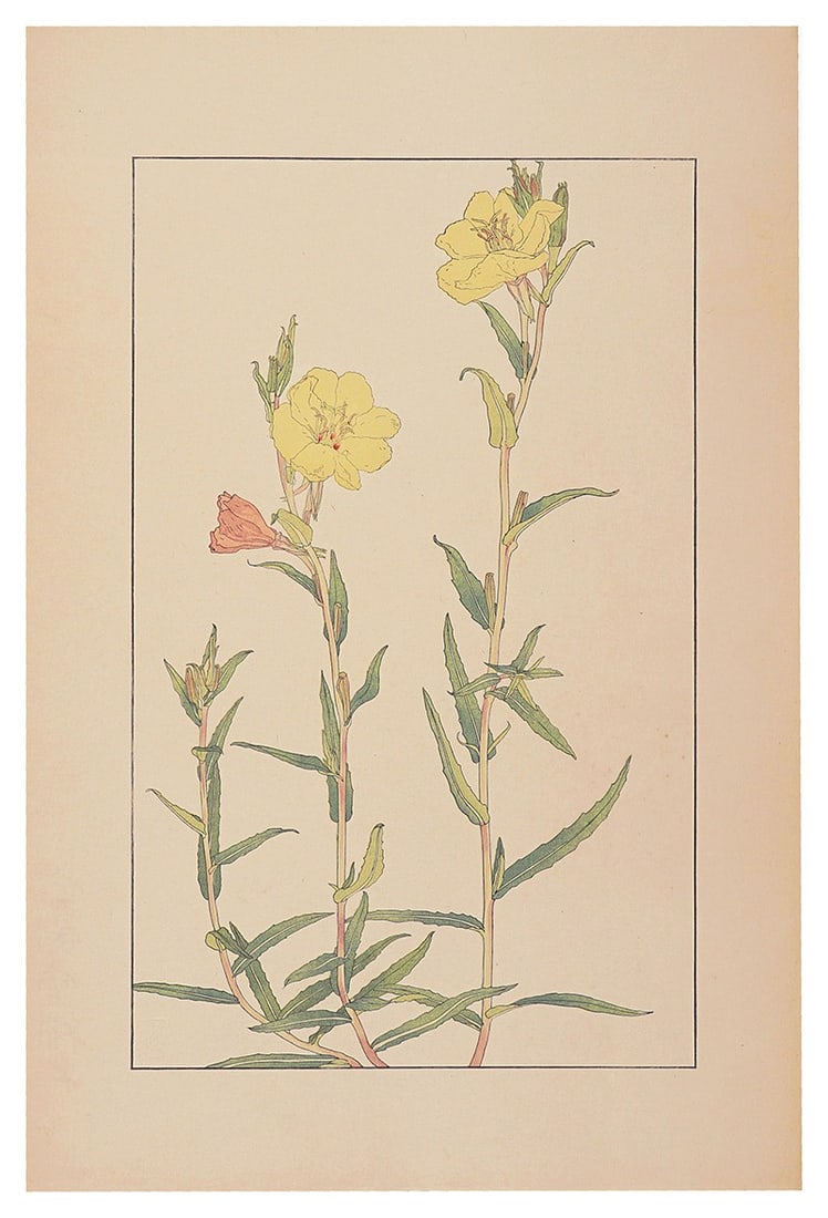 Sugiura Hisui Woodblock Print Evening Primrose 1928 Hisui Hyakkafu 100 Flowers (1 of 3)