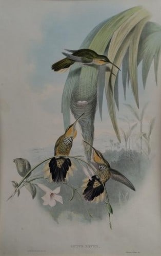Hand Colored Lithograph Framed Hummingbird Naevius John Folio 1849 Grypus Gould (1 of 1)