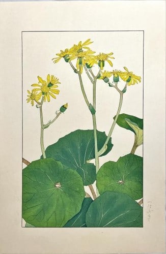 Sugiura Hisui Japanese Woodblock Print Modern Art Tsuwabuki Hyakkaf: Sugiura Hisui Japanese Woodblock Print Modern Art Tsuwabuki Hyakkaf Item Specifics: Artist: Sugiura Hisui Subject: Botanical Japanese Silver Leaf Material: Washi Paper Style: Japanese Size: 46 x 31 cm