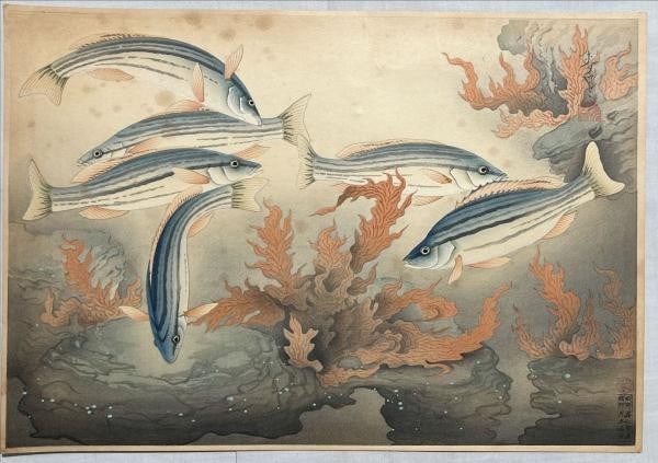 Bakufu Ohno Stripes Grunt Japanese Woodblock Print 1938 Familiar Fishes of Japan (1 of 1)