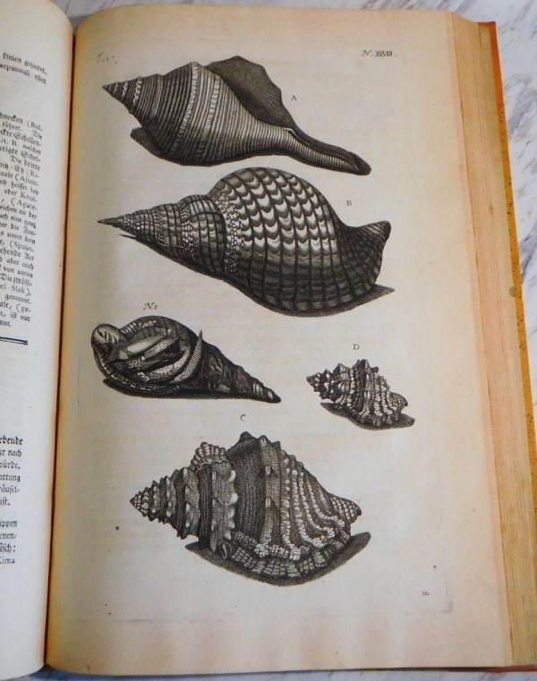1766 Rumphius Ambonische Raritten-Kammer German 1st Ed Rare Natural History (1 of 10)