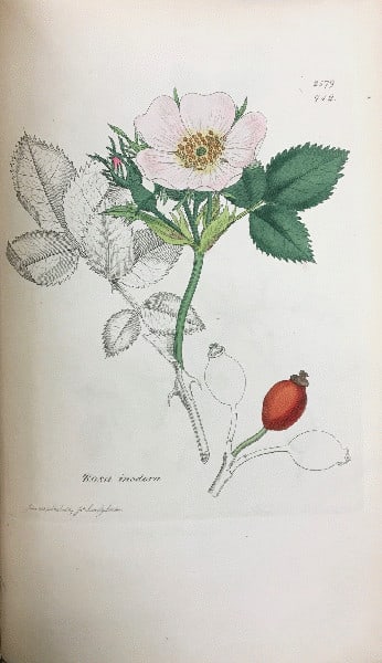 1851 English Botany James Sowerby Smith 192 Hand Colored Plates Leather Book (1 of 4)