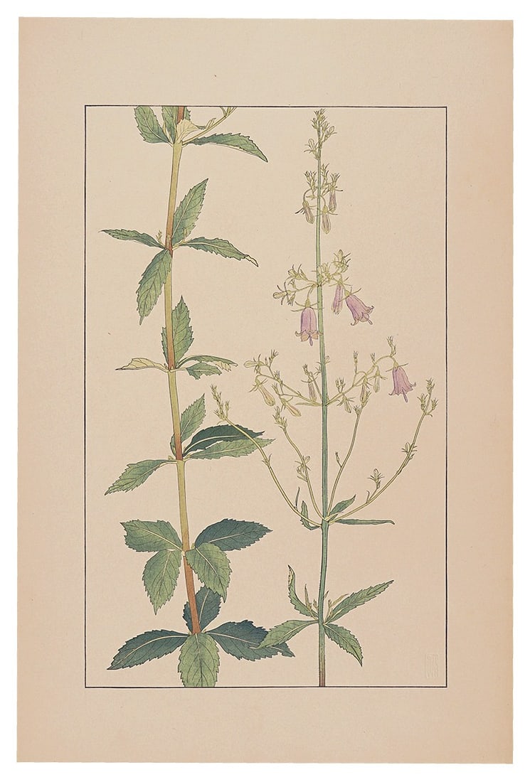 Sugiura Hisui 1930 Woodblock Print Adenophora Flower Hisui Hyakkafu Art: Sugiura Hisui 1930 Woodblock Print Adenophora Flower Hisui Hyakkafu Art Item Specifics: Artist: Sugiura Hisui Subject: Botanical Flower Material: Paper Style: Japanese Size: 36.2 x 22.5 cm Year Of Pro