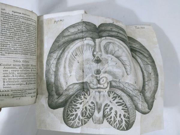 Thomas Willis De Anima Brutorum 1674 Illustrated Neuroscience Vellum: Thomas Willis De Anima Brutorum 1674 Illustrated Neuroscience Vellum Item Specifics: Binding: Vellum Place Of Publication: Amsterdam; Leiden Title: De Anima Brutorum / Affectionum Quae dictuntur Hyste