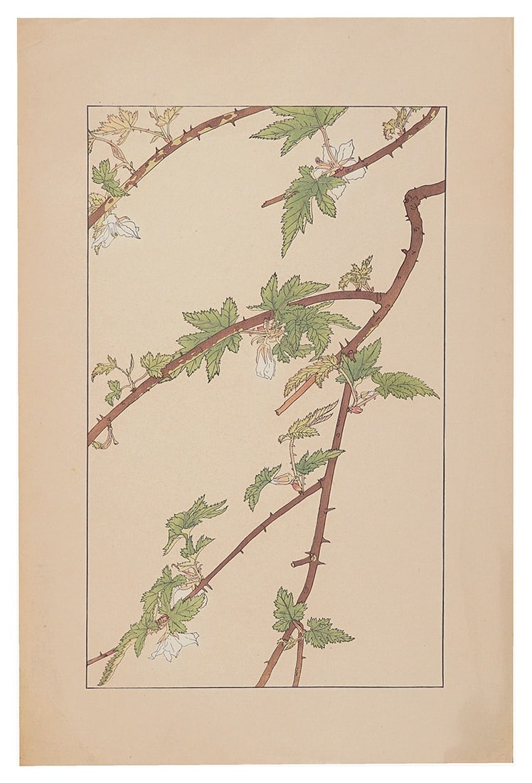 Sugiura Hisui Raspberry Woodblock Art Print 1930 Hisui Hyakkaf: Sugiura Hisui Raspberry Woodblock Art Print 1930 Hisui Hyakkaf Item Specifics: Artist: Sugiura Hisui Subject: Raspberry / Botanical Material: Ink on Paper Style: Japanese Size: 36.2 x 22.5 cm Year Of 