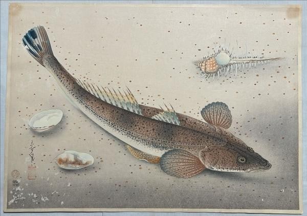 Bakufu Ohno Woodblock Print Kochi Flathead Fish Great Japanese Fish Album 1939 (1 of 1)