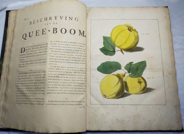 1763 Knoop Fructologia Dutch First Edition Hand-Colored Plates Complete Rare: 1763 Knoop Fructologia Dutch First Edition Hand-Colored Plates Complete Rare Item Specifics: Binding: Cloth Language: Dutch Special Attributes: 1st Edition Illustrated Author: Johan Hermann Knoop (170