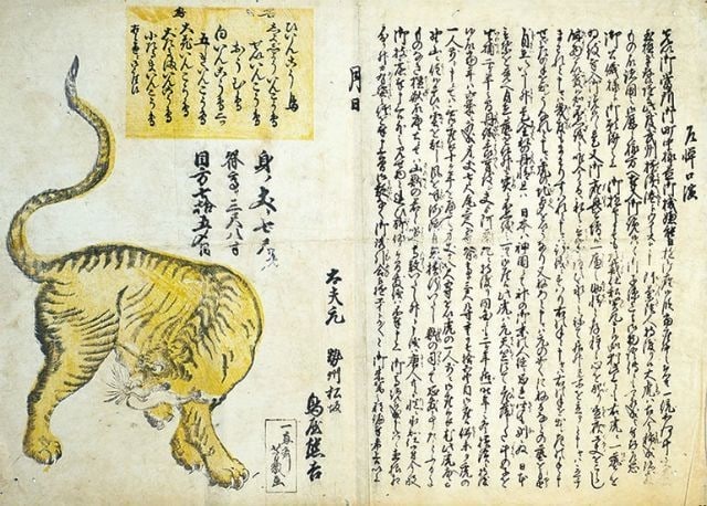 Meiji Advertising Tiger Bird Hikifuda Print Woodblock Antique Japanese (1 of 1)