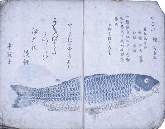 Antique Japanese Woodblock Print Book Umi no Sachi Bounty of the Sea Volume 1 (1 of 3)