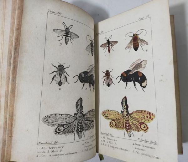 Tigny Histoire Naturelle des Insectes Vol 4 Paris 1813 Handcolored Plates Rare (1 of 10)