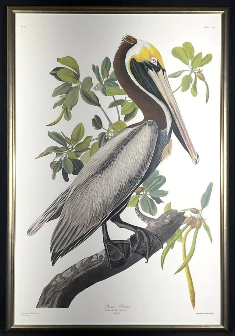 John James Audubon Brown Pelican Limited Edition Print 116/ 1500 Framed Large (1 of 10)