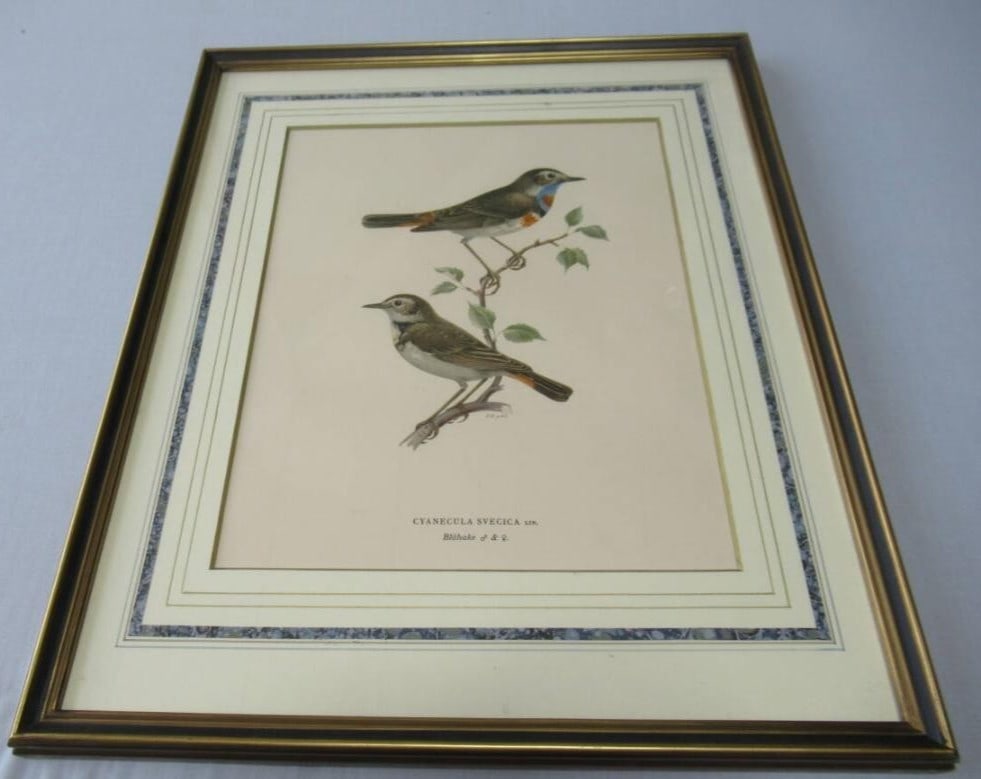 Eeles Dresser Henry Hand-Colored Cyanecula Lithograph Framed Svecica 1871 Bird (1 of 6)