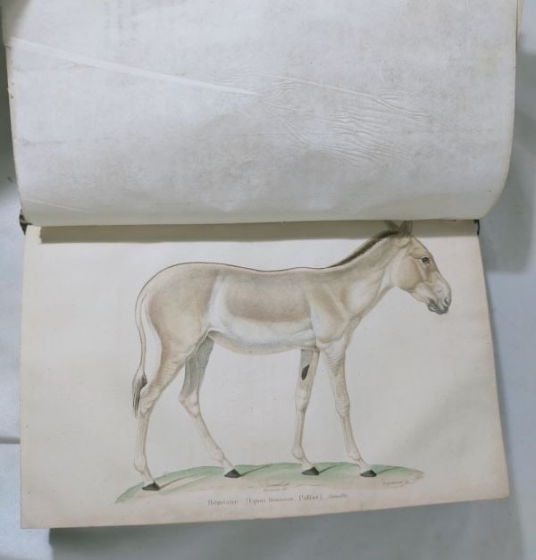 Saint-Hilaire Geoffroy Isidore Zoologie Generale Essais Handcolored Plate 1841 (1 of 10)