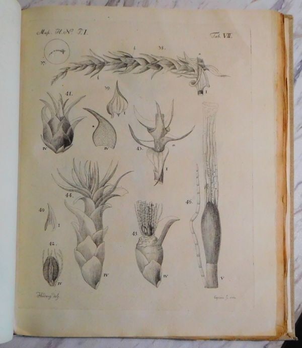 Fundamentum Historiae Naturalis Muscorum Frondosorum Johannes Hedwig 1782 (1 of 10)