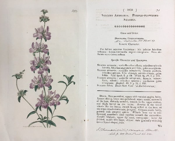 Stachys Arenaria Hand Colored Engraving No 1959 Curtis Botanical Magazine 1818 (1 of 1)