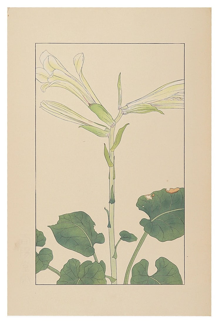 Woodblock Print Japanese Art Lily Cordatum Cardiocrinum Sugiura Hisui 1932: Woodblock Print Japanese Art Lily Cordatum Cardiocrinum Sugiura Hisui 1932 Item Specifics: Artist: Sugiura Hisui Subject: Botanical / Floral Material: Paper Style: Japanese Size: 36.2 x 22.5 cm Year O