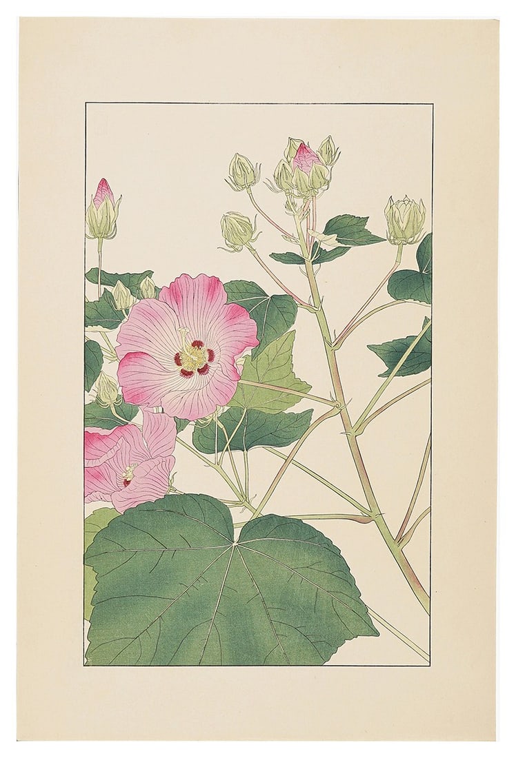 Sugiura Hisui Cotton Rosemallow Woodblock Print 1931 Hisui Hyakkafu Art Deco: Sugiura Hisui Cotton Rosemallow Woodblock Print 1931 Hisui Hyakkafu Art Deco Item Specifics: Artist: Sugiura Hisui Subject: Botanical Flower Material: Washi Paper Style: Japanese Size: 36.2 x 22.5 cm 
