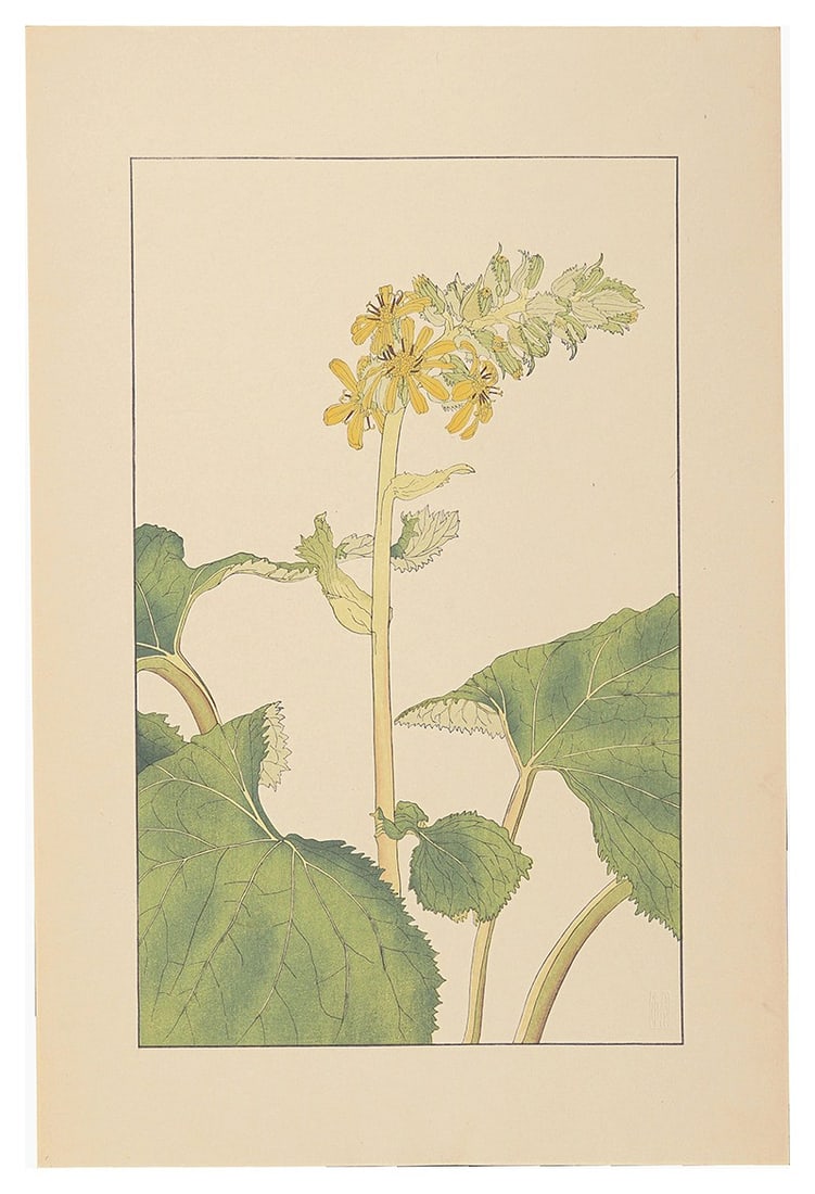 Sugiura Hisui 1930 Woodblock Print Lingularia sibirica Hisui Hyakkafu Botanical: Sugiura Hisui 1930 Woodblock Print Lingularia sibirica Hisui Hyakkafu Botanical Item Specifics: Artist: Sugiura Hisui Subject: Botanical Material: Paper Style: Japanese Size: 36.2 x 22.5 cm Year Of Pr