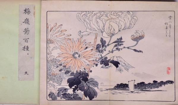 Meiji 1891 Woodblock Print Book Complete 3 Chrysanthemums 100 Bairei: Meiji 1891 Woodblock Print Book Complete 3 Chrysanthemums 100 Bairei Item Specifics: Artist: Kono Bairei Subject: Chrysanthemums Botanical Flowers Material: Washi Paper Woodblock Print Ink Style: Japa