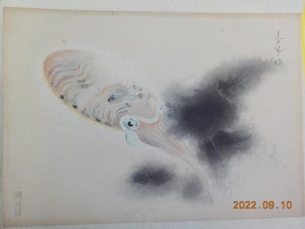 Japanese Woodblock Print Octopus Fish Picture Series Pre War Antique Tako (1 of 1)