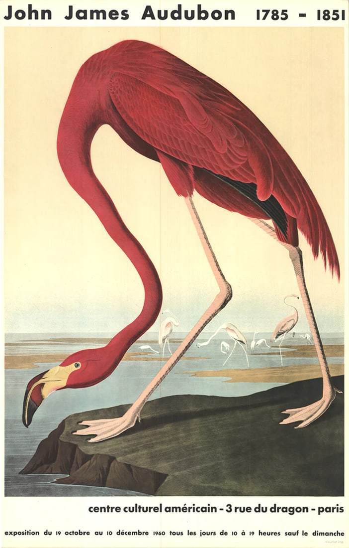JOHN JAMES AUDUBON American Flamingo 33.5" x 21.5" Lithograph 1960 Modernism Par (1 of 9)