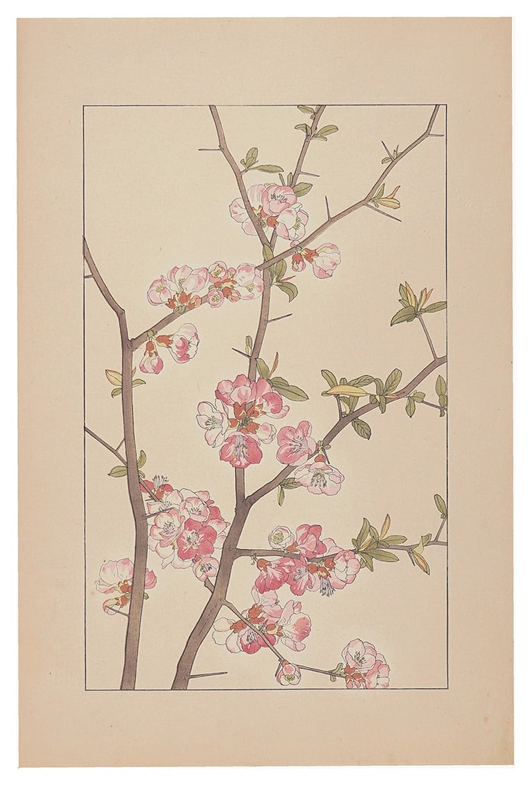 Sugiura Hisui 1929 Cydonia Japonica Flower Quince 14x9: Sugiura Hisui 1929 Cydonia Japonica Flower Quince 14x9 Item Specifics: Artist: Sugiura Hisui Subject: Botanical Flowers Quince Material: Paper Ink Style: Japanese Size: 36.2 x 22.5 cm Year Of Producti