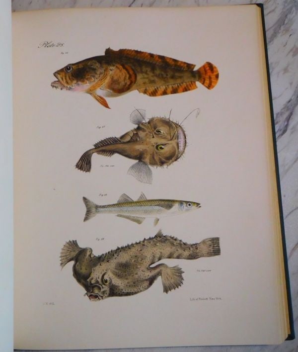 1842 De Kay Natural History of New York Zoology Hand-Colored Plates Complete 2v: 1842 De Kay Natural History of New York Zoology Hand-Colored Plates Complete 2v Item Specifics: Binding: Hardcover Language: English Illustrator: John William Hill (1812-1879) Special Attributes: 1st 