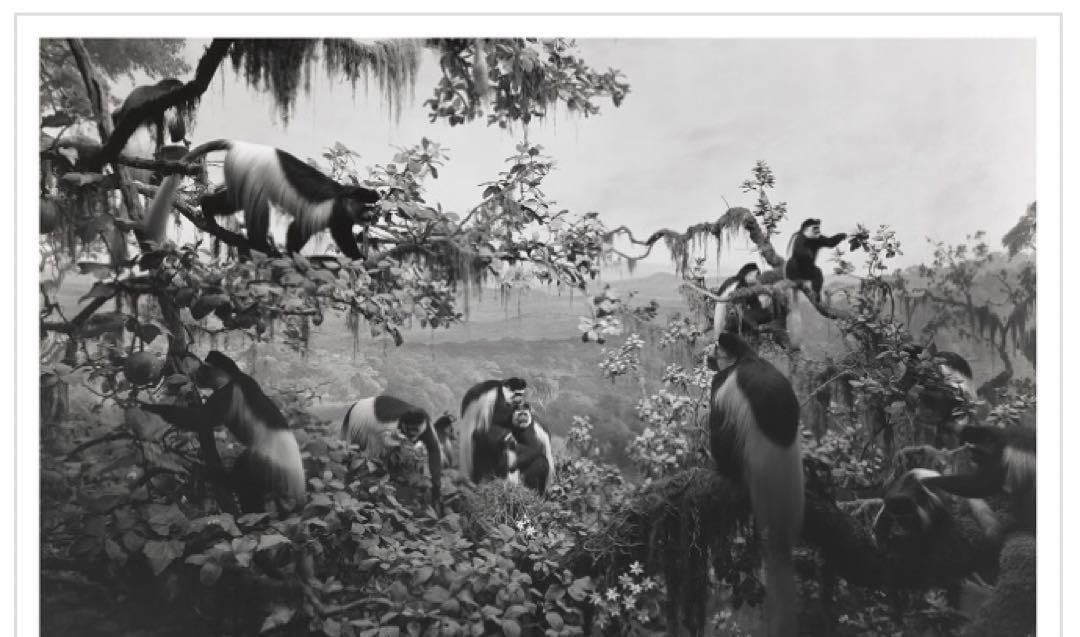 Sugimoto Hiroshi Dioramas Poster Monochrome Extinct Animals Abyssinian Colobus (1 of 3)