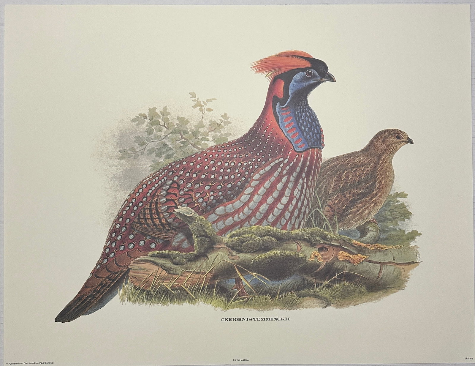 John Gould – Ceriornis TemminckII – Offset Lithograph in colors: John Gould – Ceriornis TemminckII – Offset Lithograph in colorsSheet Measures 19.25” x 25”