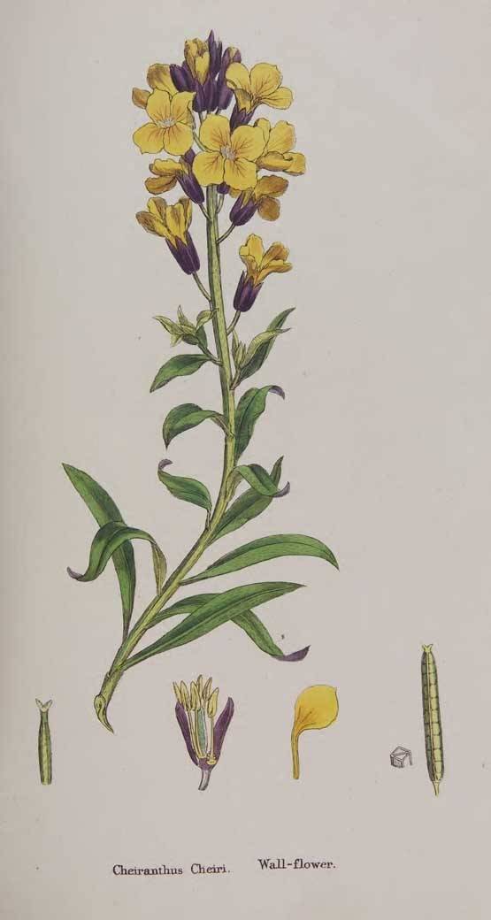 SOWERBY James & SMITH James Edward: English botany, or coloured figures of British plants ... 3rd edition, 11 of 13 volumes, 1840 hand coloured plates (including some double page), contemporary half calf, cloth boards, occasional light