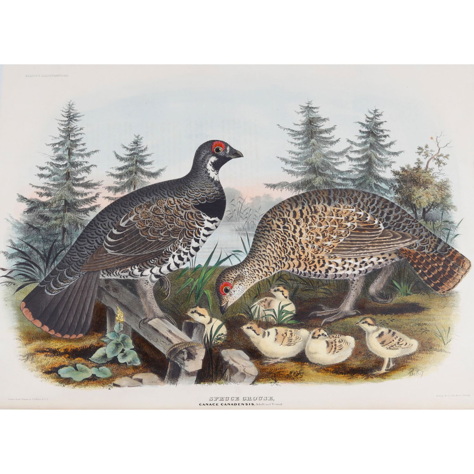 Elliot, Daniel Giraud A Monograph of the Tetraoninae, (1 of 5)