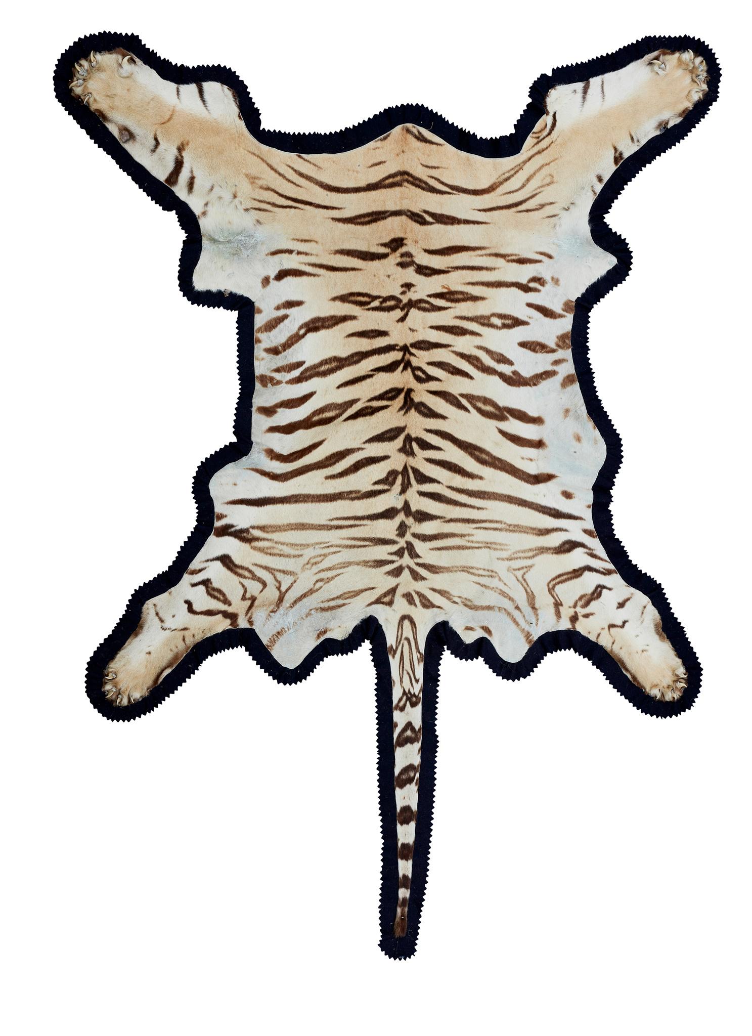 Y BENGAL TIGER SKIN, BY VAN INGEN & VAN INGEN, MYSORE (1 of 1)