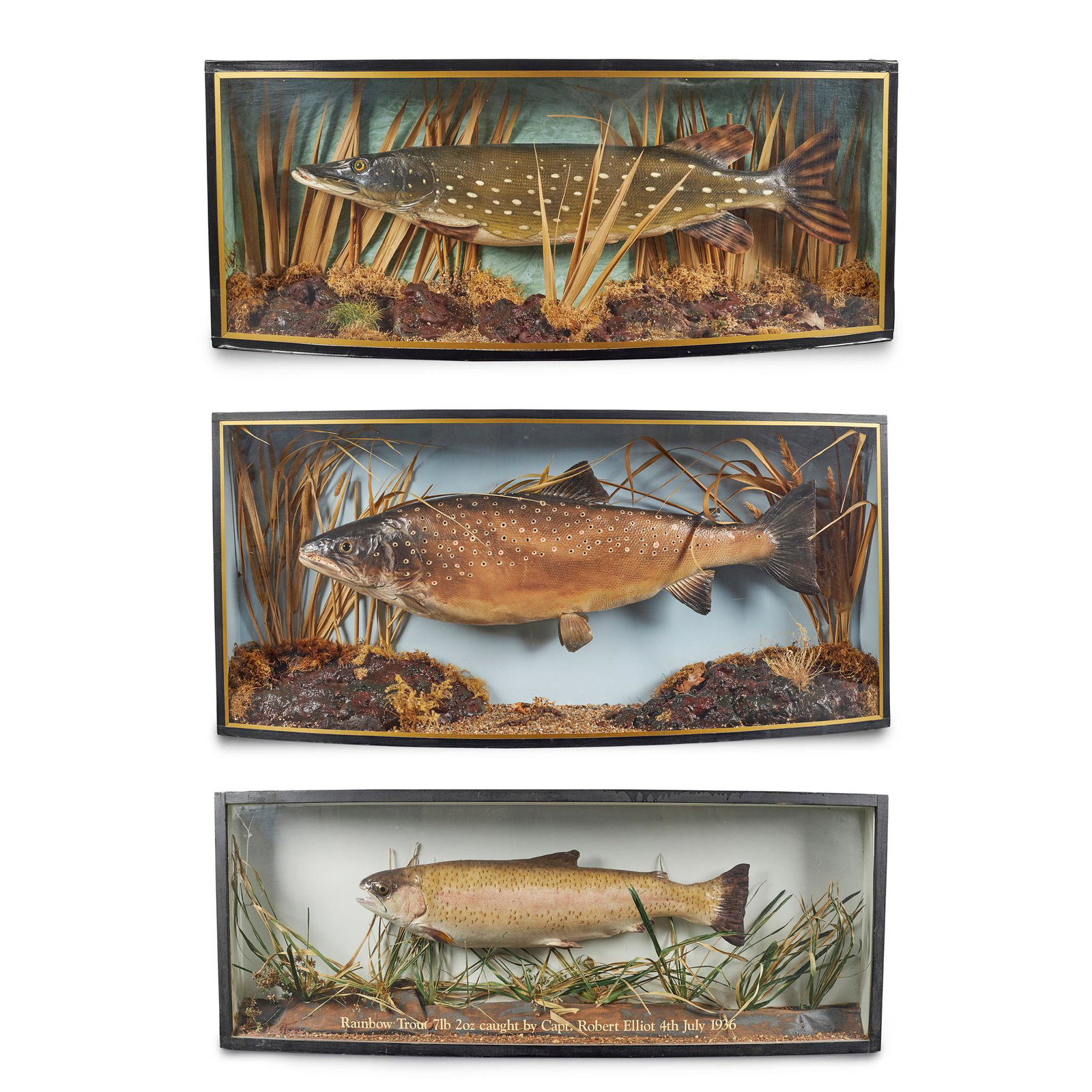 THREE BOWFRONT CASED FISH DIORAMAS 20TH CENTURY (1 of 4)
