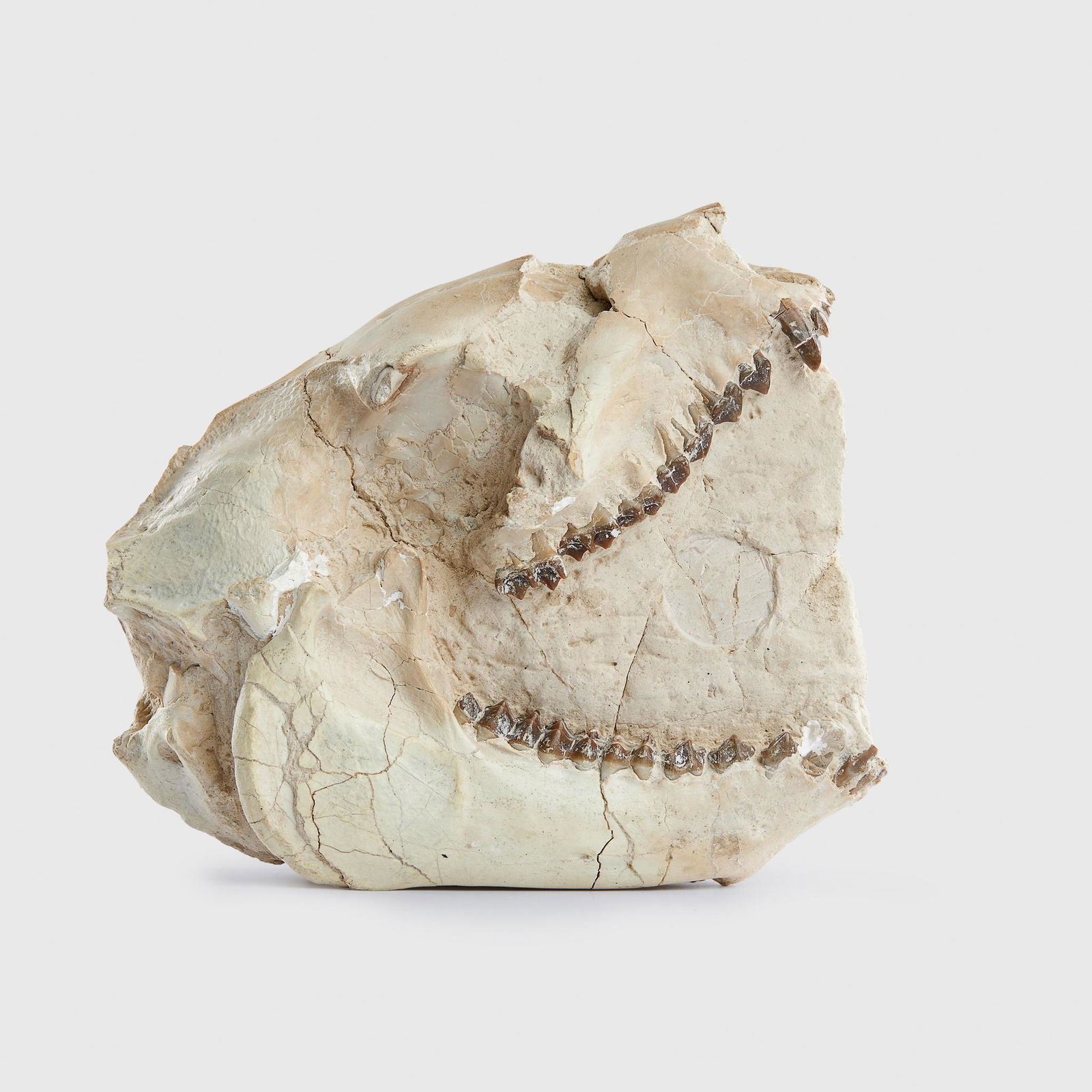 OREODONT SKULL WHITE RIVER BADLANDS, SOUTH DAKOTA, (1 of 5)