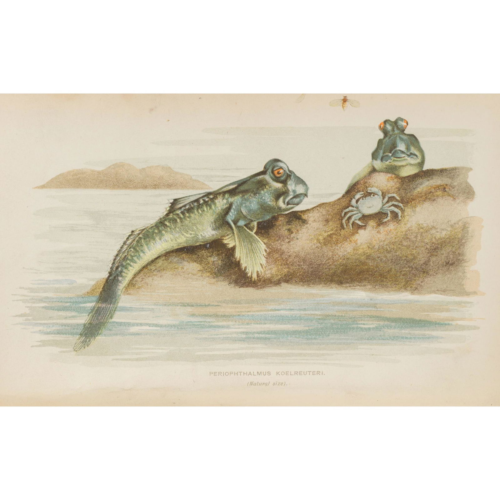 Hickson, Sydney J. A Naturalist in North Celebes: Hickson, Sydney J. A Naturalist in North Celebes London: John Murray, 1889. 8vo, colour lithograph frontispiece, 2 folding maps and 6 plates, later half calf, bookplate and stamps of the Glasgow Natur