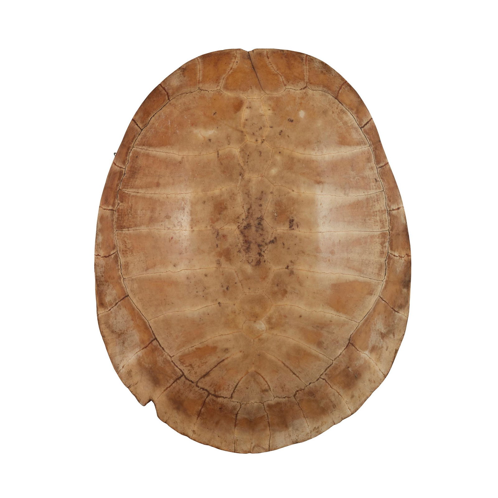 Y ARRAU/ GIANT SOUTH AMERICAN RIVER TURTLE SHELL 19TH (1 of 1)