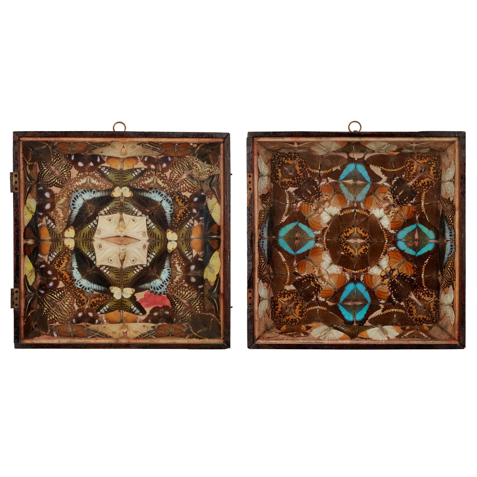 Y SIX CASED VICTORIAN BUTTERFLY AND MOTH DISPLAYS 19TH (1 of 7)