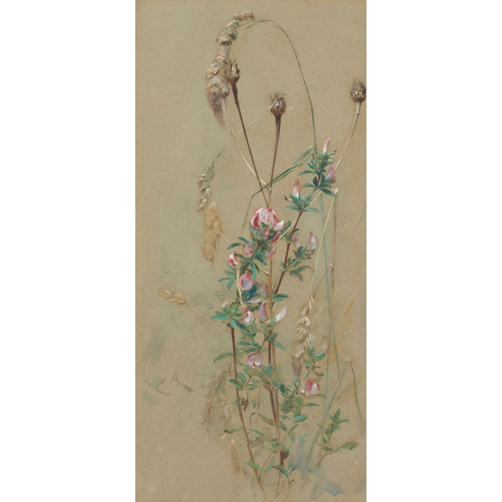 EDWIN JOHN ALEXANDER R.S.A., R.S.W., R.W.S. (SCOTTISH 1870-1926) GRASSES: EDWIN JOHN ALEXANDER R.S.A., R.S.W., R.W.S. (SCOTTISH 1870-1926) GRASSES Signed with the monogram, watercolour on buff paper (36cm x 17cm (14in x 6.75in))