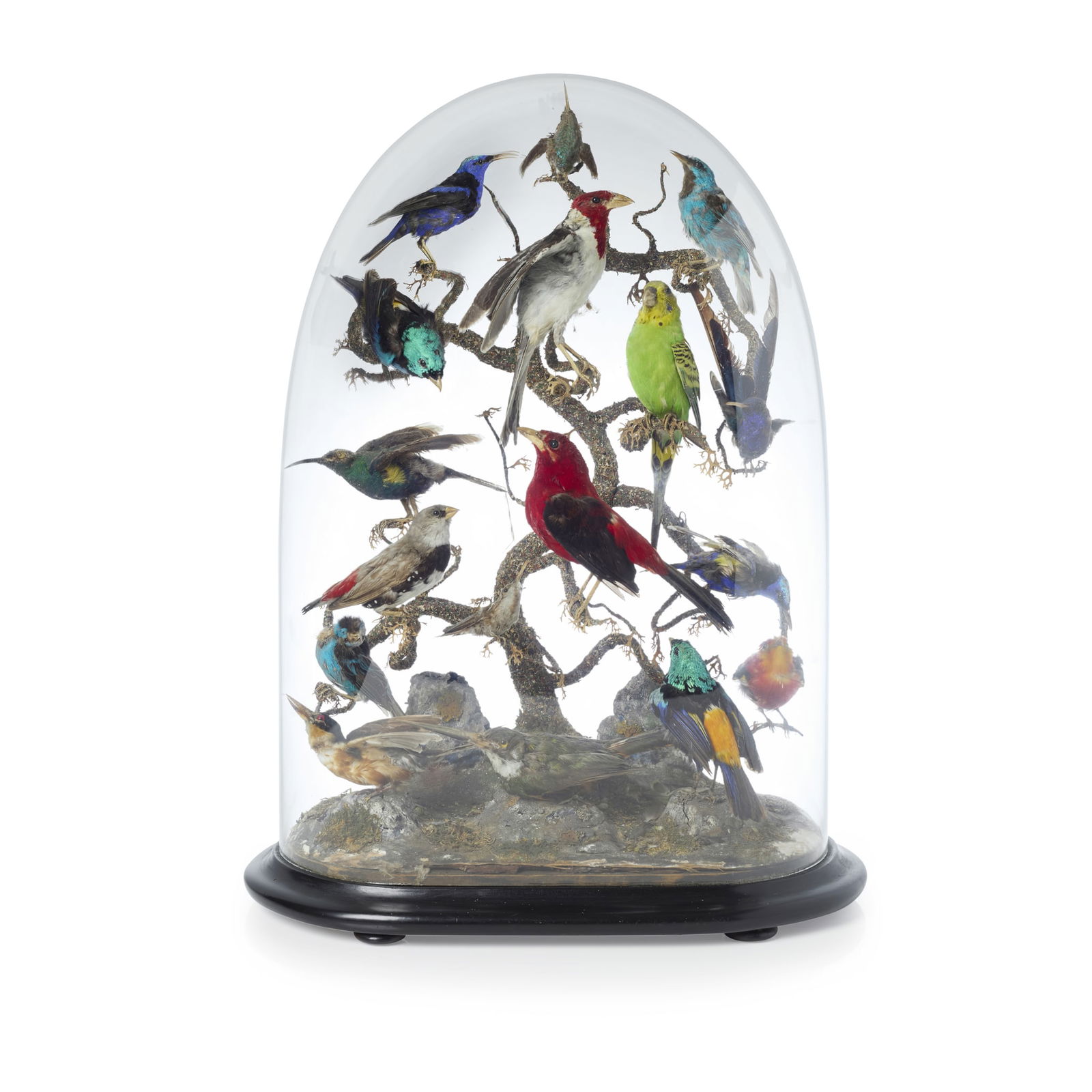 VICTORIAN TAXIDERMY BIRD DISPLAY AND DOME (1 of 1)