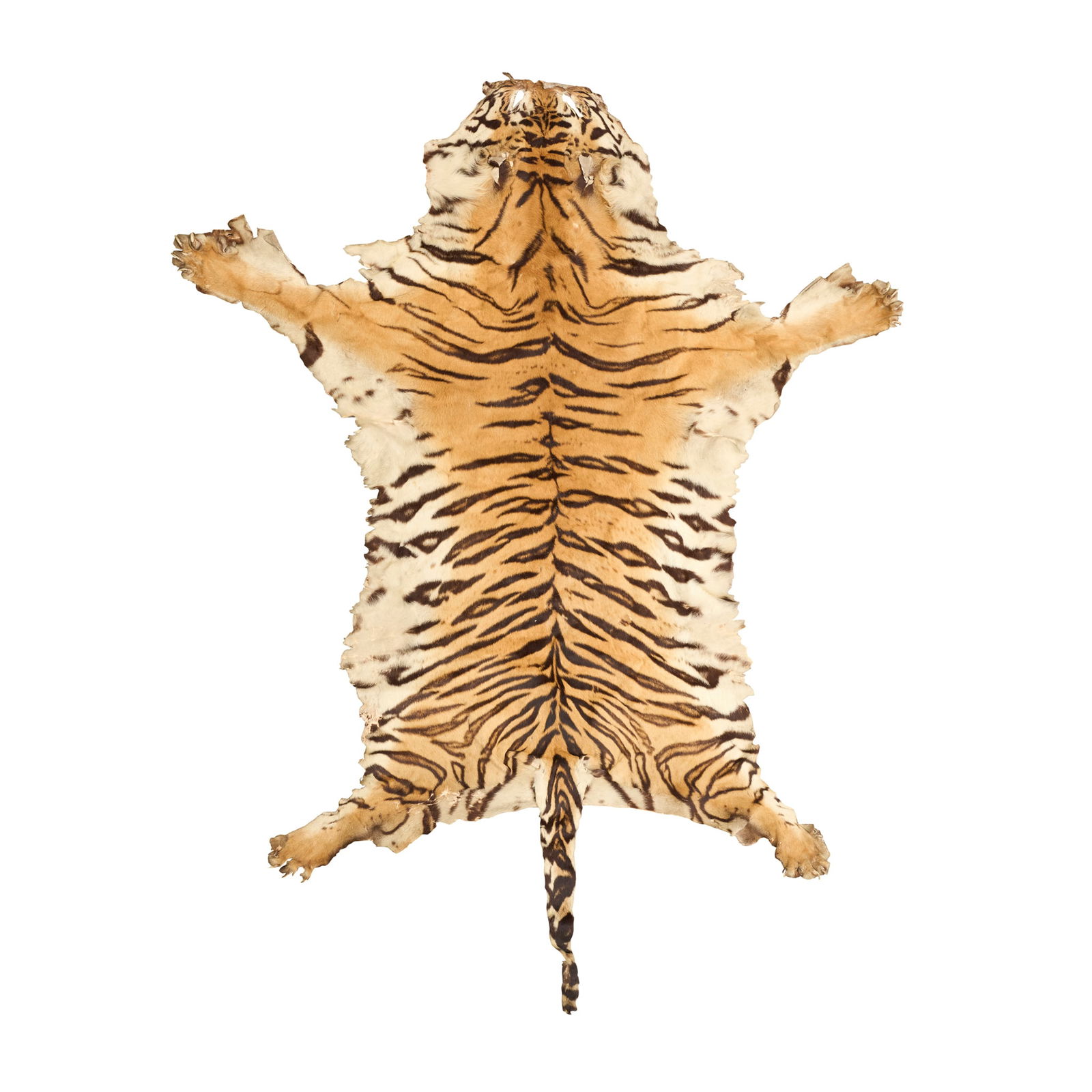 TAXIDERMY BENGAL TIGER SKIN: TAXIDERMY BENGAL TIGER SKIN EARLY 20TH CENTURY circa 1900-40, flat and unmounted without backing 295cm long, 220cm wide CITES STATUS: Bengal Tiger Panthera tigris - CITES Appendix I - Annex A - Articl